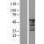 Western Blot: Cytokeratin 8 Lysate [NBL1-12397] - Western Blot experiments. 
Left-Control; Right -Over-expression Lysate for KRT8
